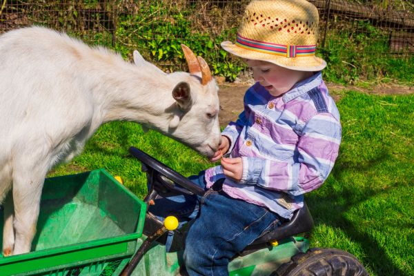 enfant et chèvre à la ferme