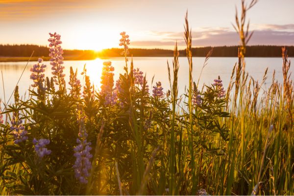 photo lac et fleurs